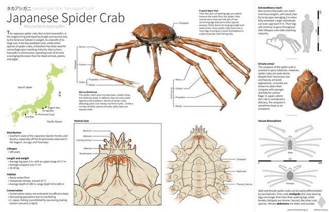 Amazing Nature 72 Japanese Spider Crab Steemit