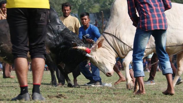 Bull fight