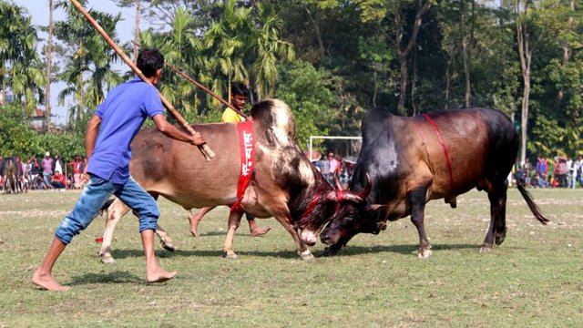 Bull fight