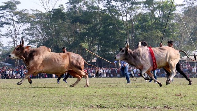 
Bull fight