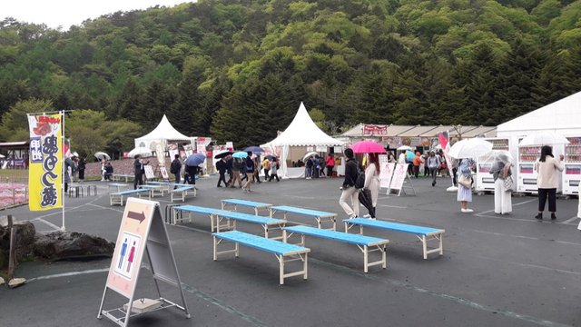 A Rainy Day at the Shiba-sakura Festival, Japan!