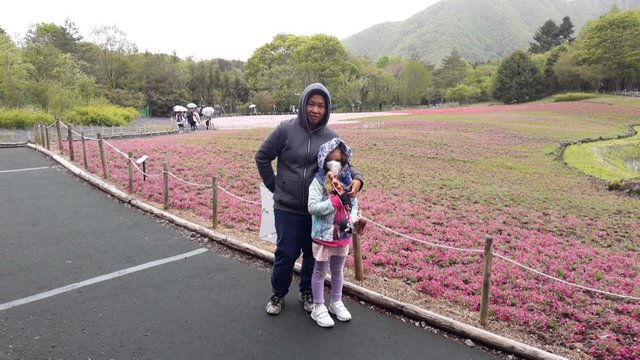 A Rainy Day at the Shiba-sakura Festival, Japan!