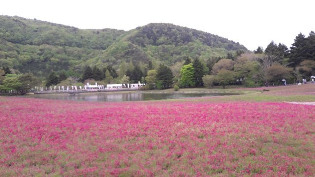 A Rainy Day at the Shiba-sakura Festival, Japan!