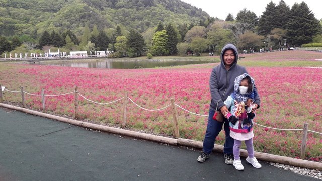 A Rainy Day at the Shiba-sakura Festival, Japan!