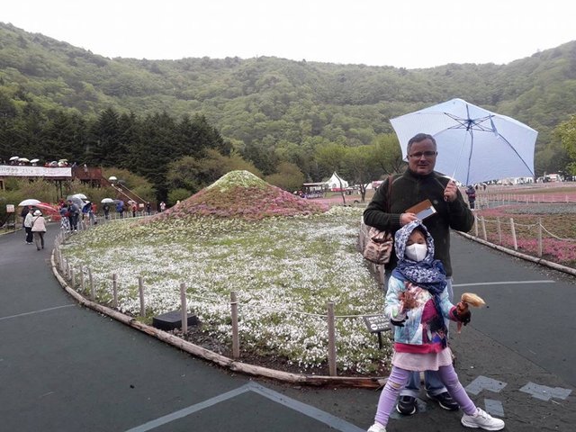 A Rainy Day at the Shiba-sakura Festival, Japan!