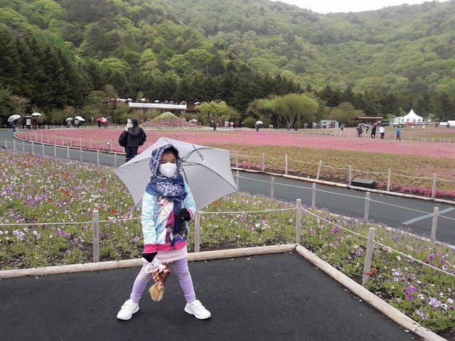 A Rainy Day at the Shiba-sakura Festival, Japan!