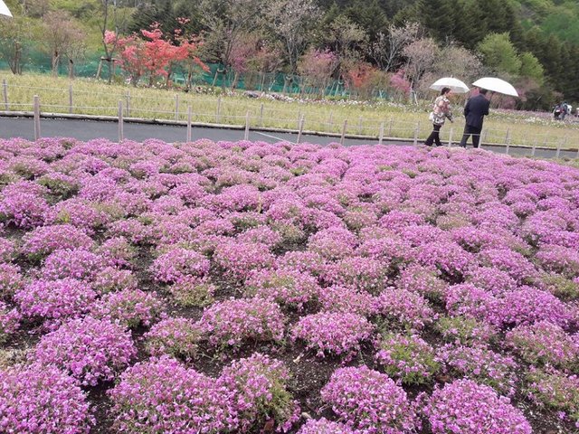 A Rainy Day at the Shiba-sakura Festival, Japan!