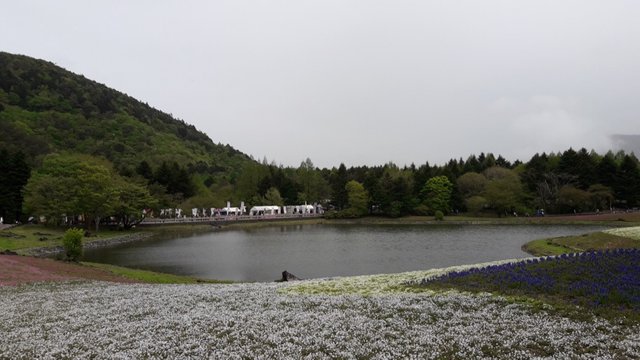 A Rainy Day at the Shiba-sakura Festival, Japan!