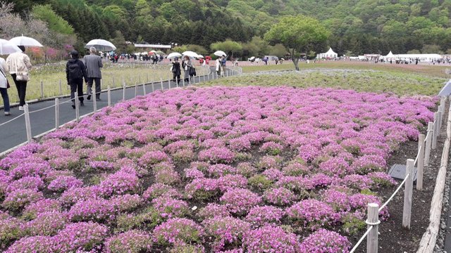 A Rainy Day at the Shiba-sakura Festival, Japan!