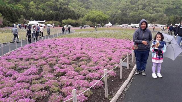 A Rainy Day at the Shiba-sakura Festival, Japan!