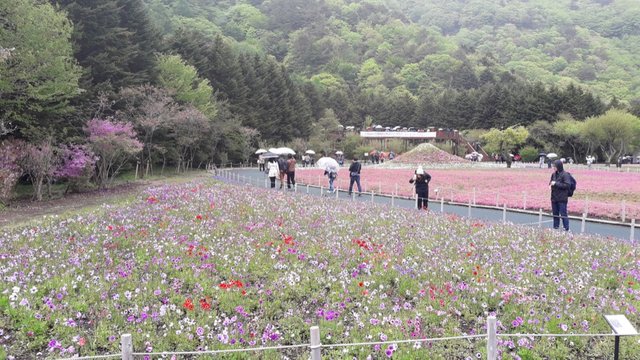 A Rainy Day at the Shiba-sakura Festival, Japan!