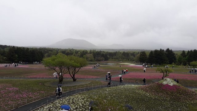 A Rainy Day at the Shiba-sakura Festival, Japan!