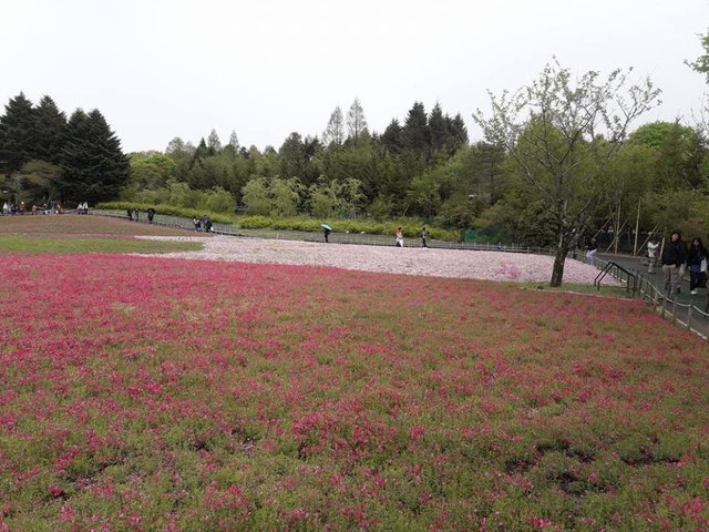 A Rainy Day at the Shiba-sakura Festival, Japan!