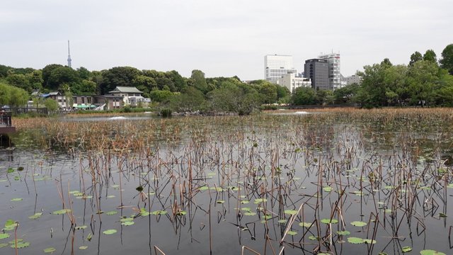 A Day at the Ueno Zoo in Tokyo, Japan!