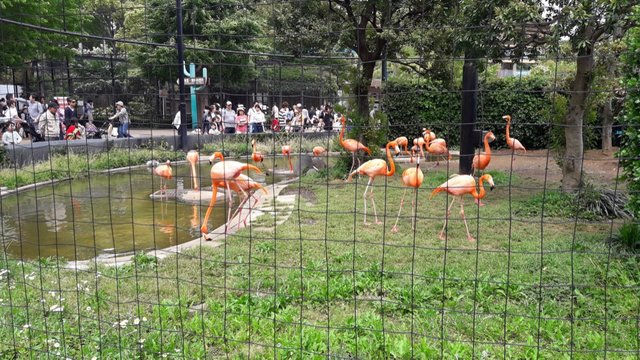 A Day at the Ueno Zoo in Tokyo, Japan!