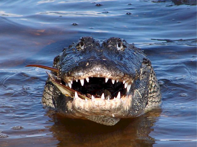 Close up of Alligator mississippiensis.
