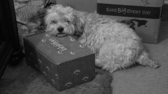 Black and White Photo of a sleeping pup for a Photo Challenge