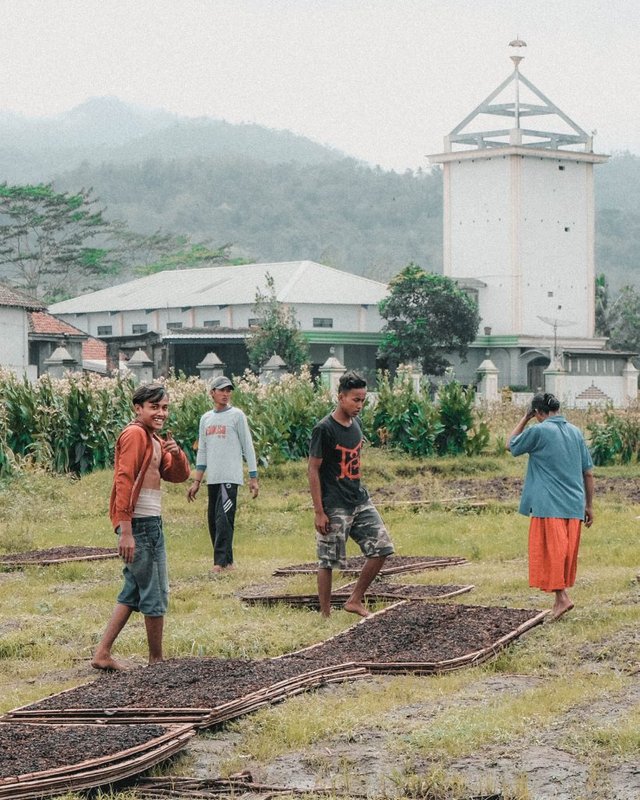 tobacco plantage