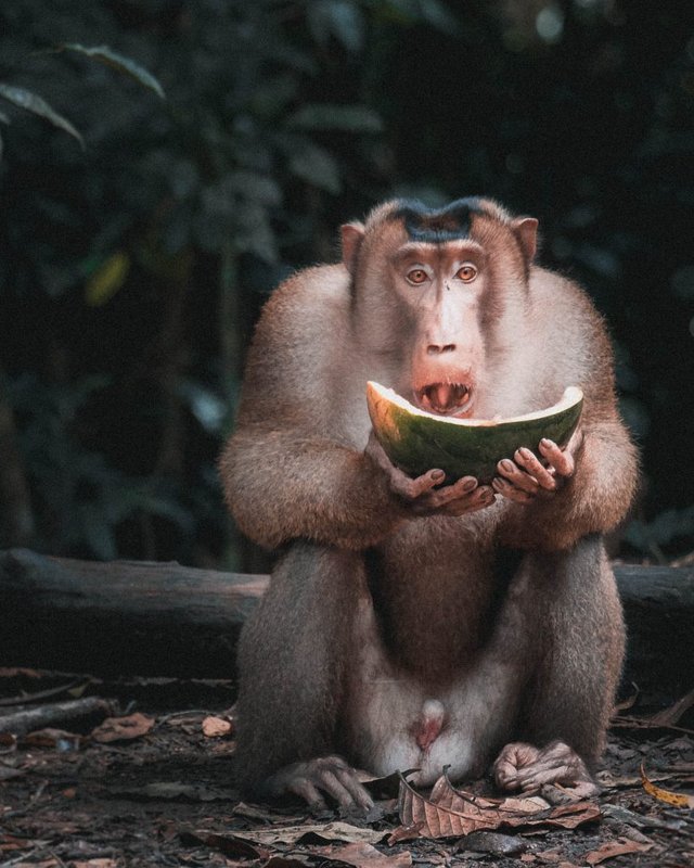 pig tailed macaque