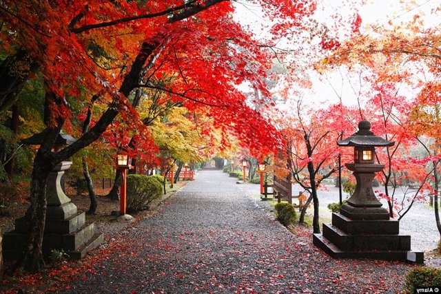  Tempat Wisata Di Jepang Saat Musim Gugur  Sebuah Tempat 