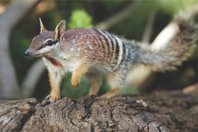 Numbat