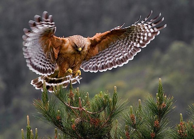 Red-shouldered Hawk Photo Raptor Bird Photography Birds of 