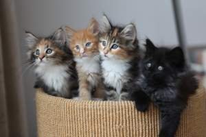 placekitten