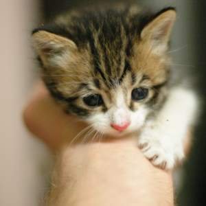 kittens