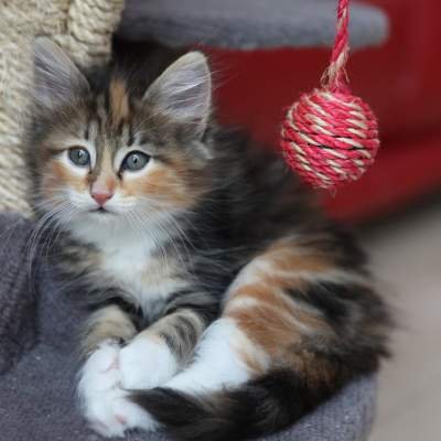kittens