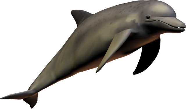 dolphin