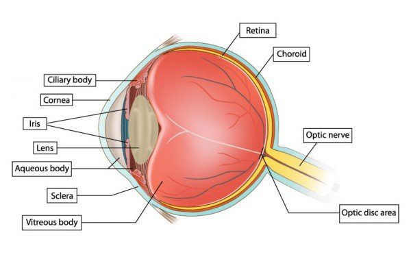 Special Senses Anatomy Anatomy Drawing Diagram