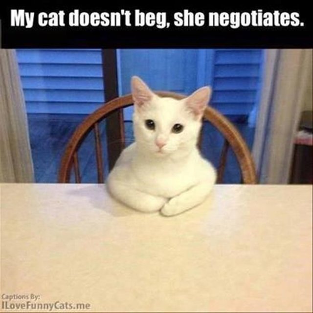 Beluga Cat Meme Discover more interesting Animal, Beluga Cat, Cat, Cute Cat  memes.