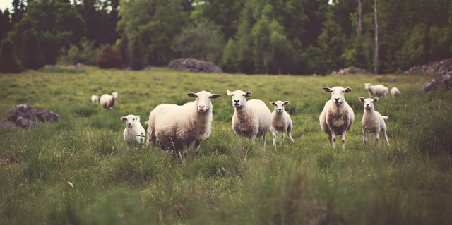 Sheep grazing in the field
