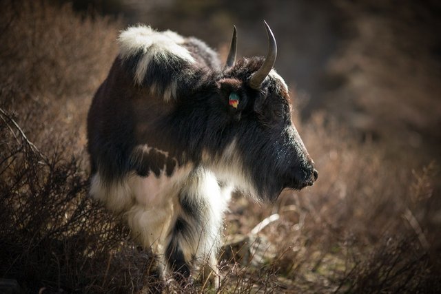 Yak