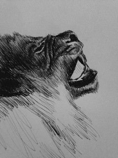 Original White Charcoal Lion Drawing+Progress Photos — Steemit