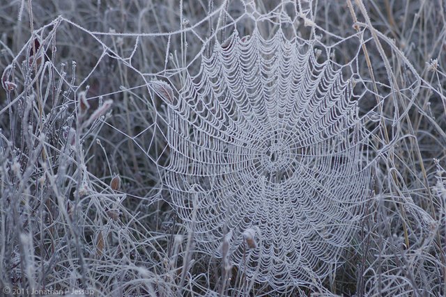 Frozen Spider Web Macro Photos