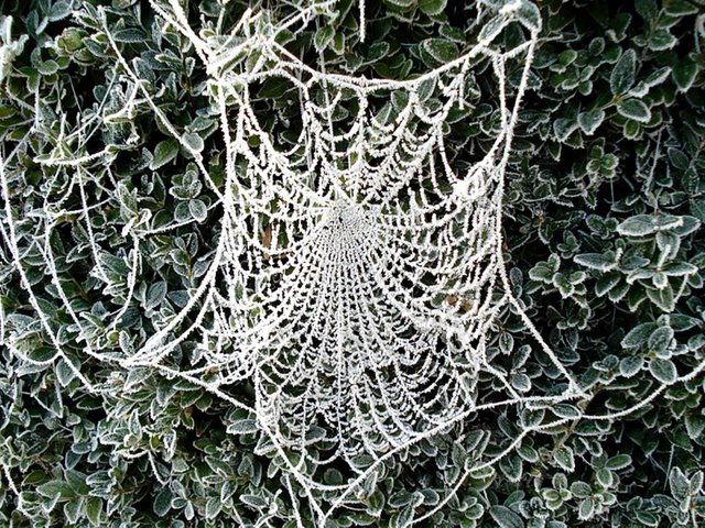 frozen_web_by_dieffi.jpg