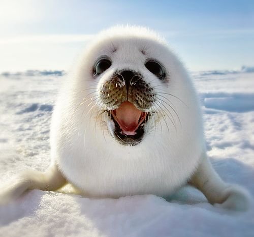 Amazing Animals #14 The Harp Seal — Steemit