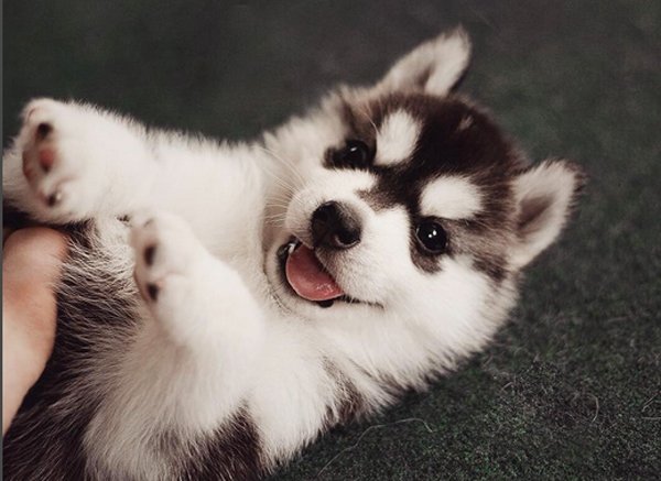 Cute Husky