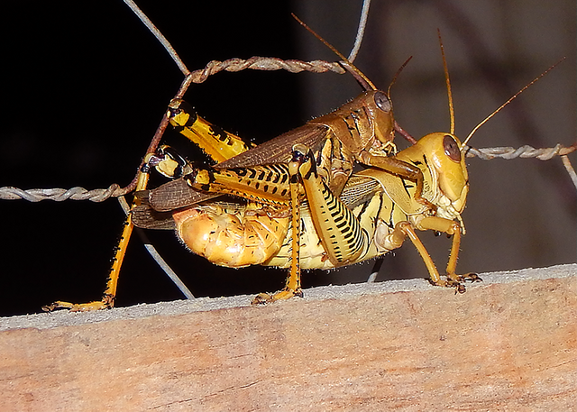 My 8 year old daughter won a Best of Show with this photograph 📸 of two  grasshoppers — Steemit