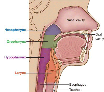 Our Nose And Nasal Cavity Steemit