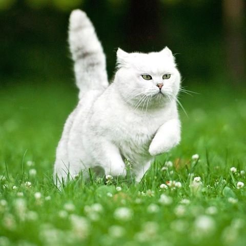 Lovers And Haters Are You A Cat Lover Or Hater Steemit
