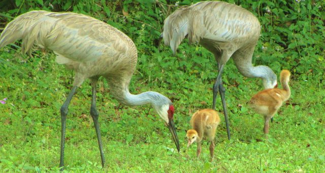 Sandhill cranes and their chicks by Meredith Loughran