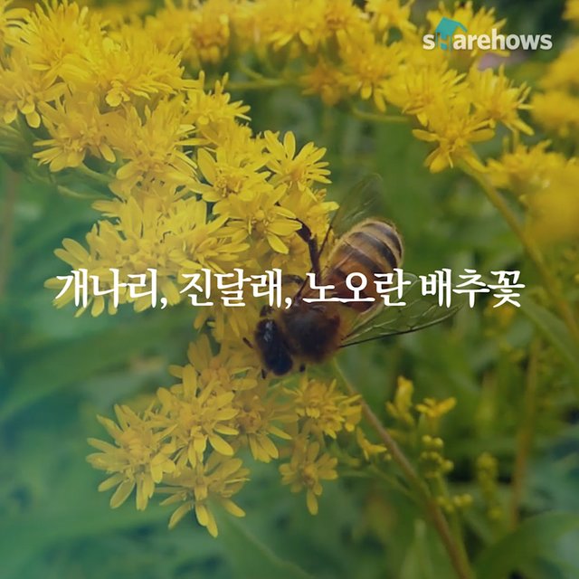 YunDongju-spring-poem-03