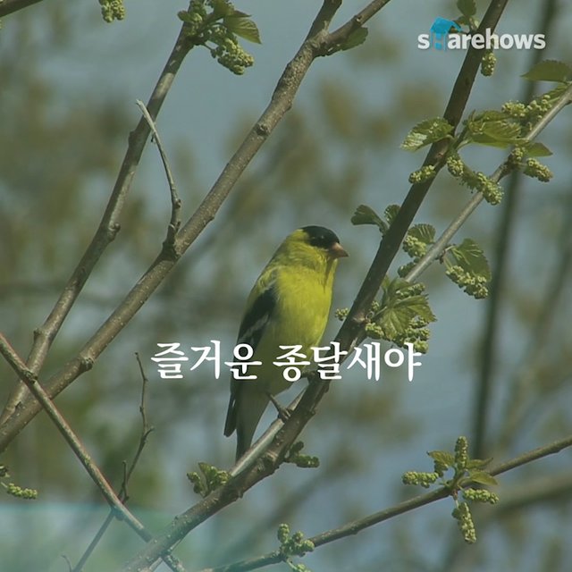 YunDongju-spring-poem-06