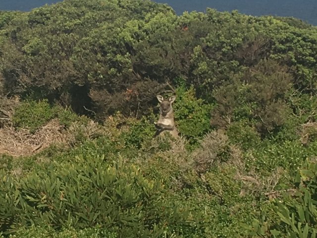 A Clapping Kangaroo