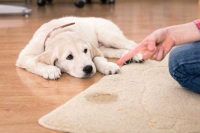 sacramento carpet cleaning company