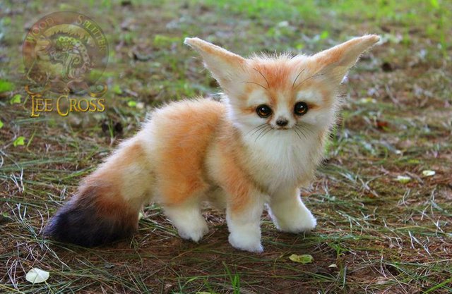 Chanterelle fennec best sale for sale