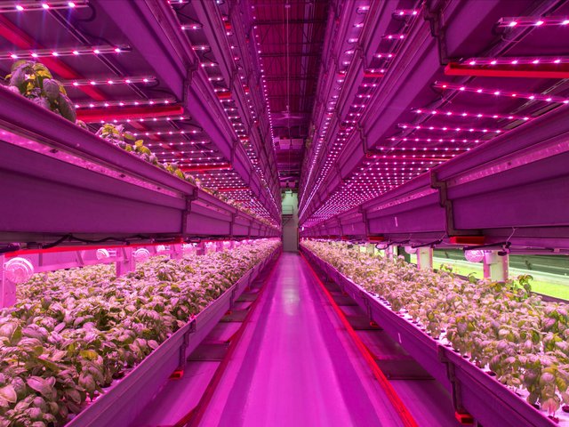 Pink lighted vertical farm