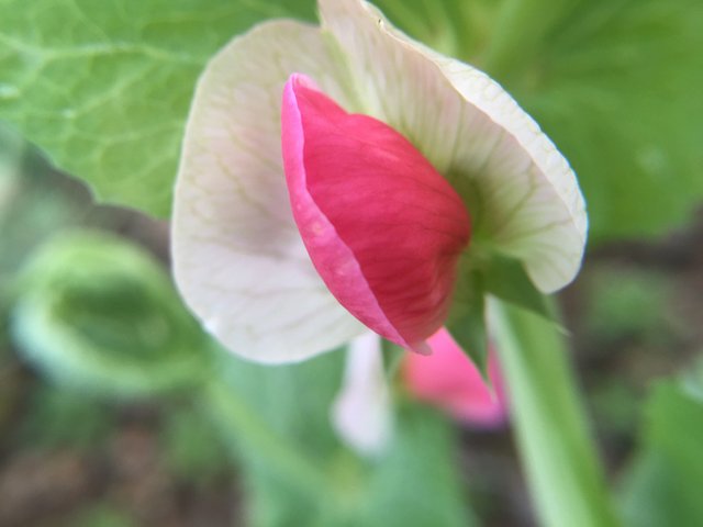 My Macro Photography Pink Pea Flowers Original 粉色的碗豆花 Steemit My Macro Photography Pink Pea Flowers Original 粉色的碗豆花 Steemit